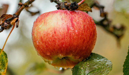 Äpfel vom Sonnenbühlhof Fellbach